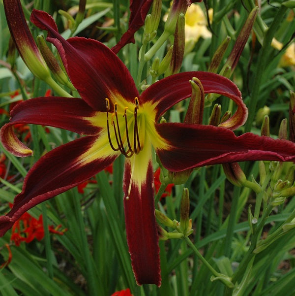 Daylily from Sterrett Garden that is midseason, black red self, unusual form(Cascade)