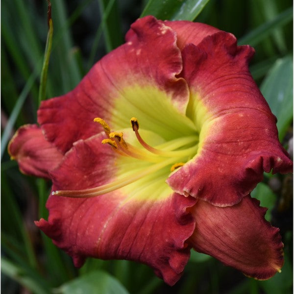 Daylily from Sterrett Garden that isearly-midseason, bright red self, yellow green throat