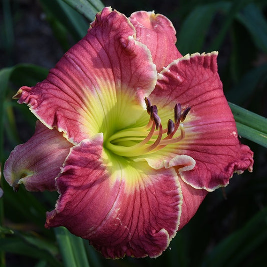 Daylily from Sterrett Garden that is early midseason, saturated red, cyellow gold edge