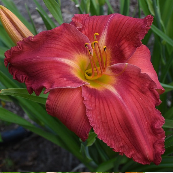 Daylily from Sterrett Garden that is mid-late, rosy coral, orange green throat, slightly ruffled