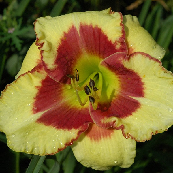 Daylily from Sterrett Garden that is  midseason, cream yellow. burgundy eye and edge