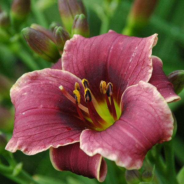 Daylily from Sterrett Garden that is midseason purple with a white edge
