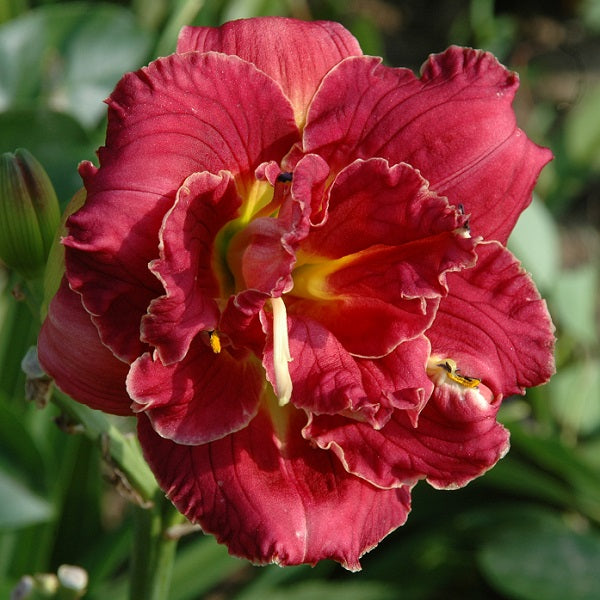 Daylily from Sterrett Garden that is early midseason, rose red blend, double