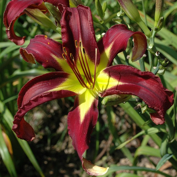 Daylily from Sterrett Garden that is mid-late, purple self, awarded Award of Merit 20092009