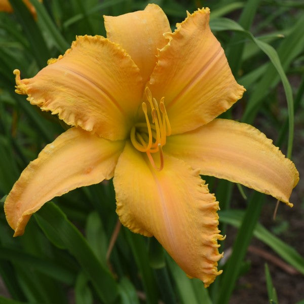 Daylily from Sterrett Garden that is mid-late, polychrome orange yellow, fragrant