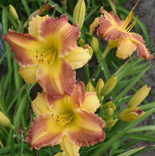 Daylily from Sterrett Garden that is midseason, yellow gold, rose bitone