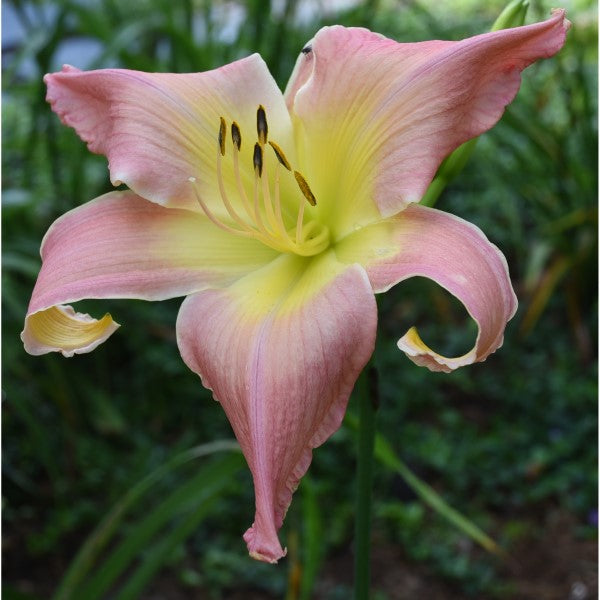 Daylily from Sterrett Garden that is midweason, pink, lighter watermark, unusual form(Crispate/Cascade)