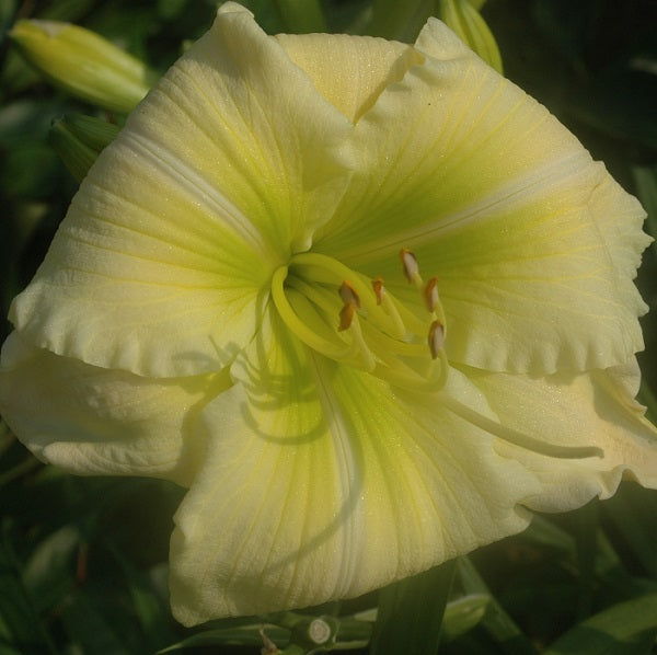Daylily from Sterrett Garden that is mid-late pale cream yellow blend, fragrant