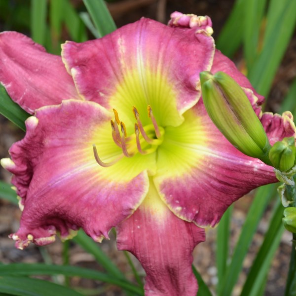 Daylily from Sterrett Garden that is midseason, dark cranberry rose, darker rose eye, pink lavender watermark and edge, trimmed in ivory, fragrant