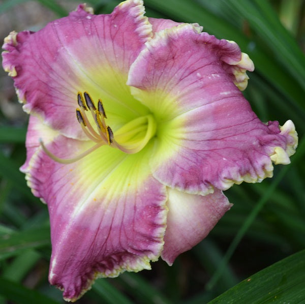 Daylily from Sterrett Garden that is early, lavender, lighter watermark, yellow ruffled edge