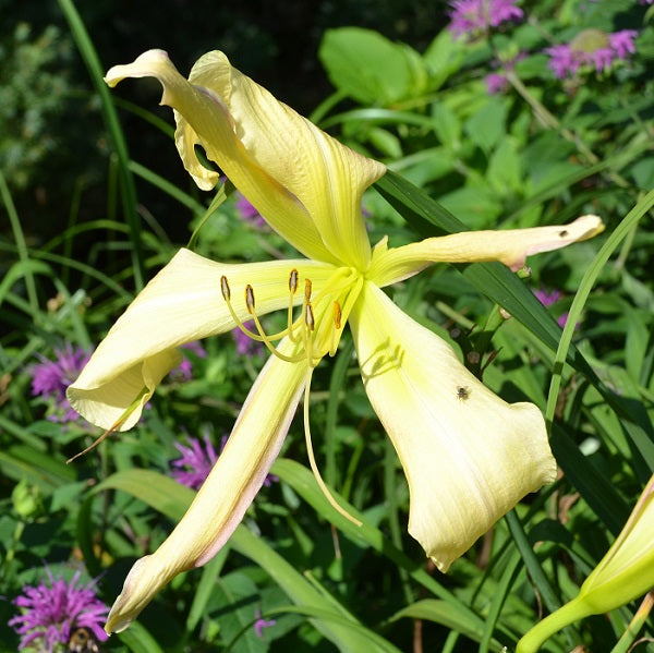 Daylily from Sterrett Garden that is midseason, cream/yellow/pink  polychrome, unusual form(Crispate)