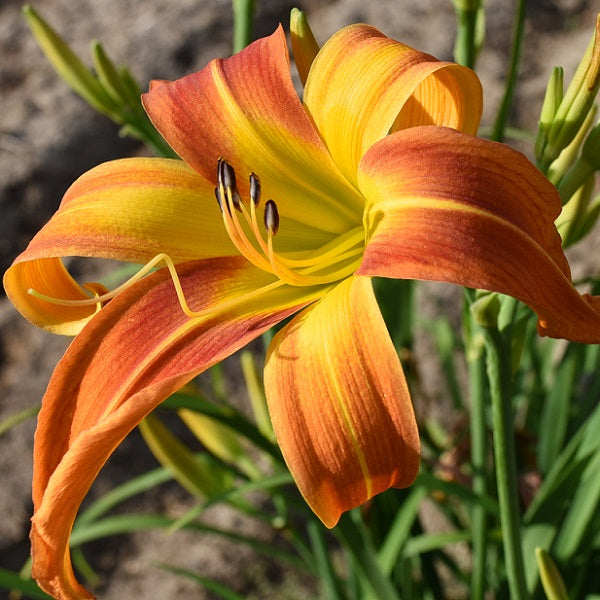 Daylily from Sterrett Garden that is midseason, salmon orange self, awarded Honorable Mention 2014