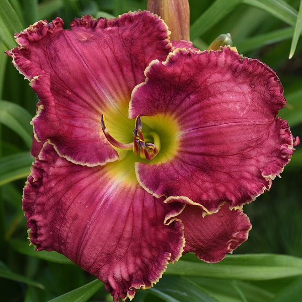 Daylily from Sterrett Garden that is midseason, cherry red, yellow edge