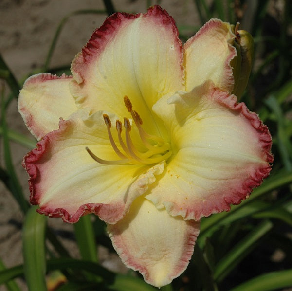 Daylily from Sterrett Garden that is midseason, white with cherry red picotee edge, fragrant