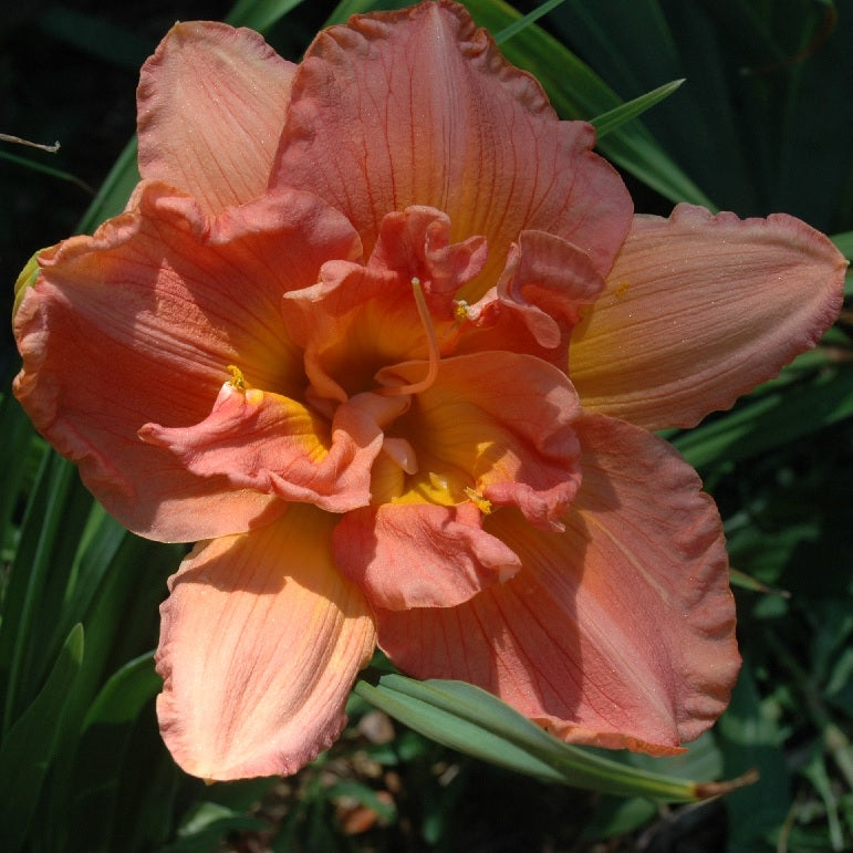 Daylily from Sterrett Garden that is early midseason, peach gold, double(80%), polymerous(20%)