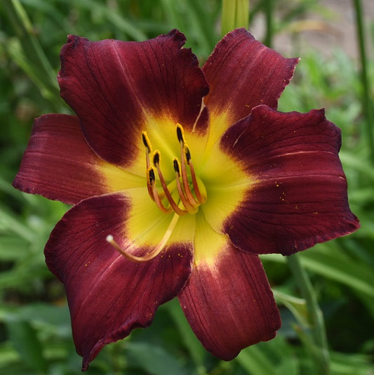 Daylily from Sterrett Garden that is tall, early midseason, barn red. fragrant