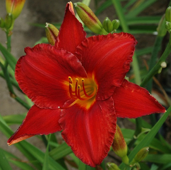 Daylily from Sterrett Garden that is midseason, scarletself, awarded Honorable Mention 1985