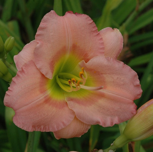 Daylily from Sterrett Garden that is early, pink with rose band, very fragrant