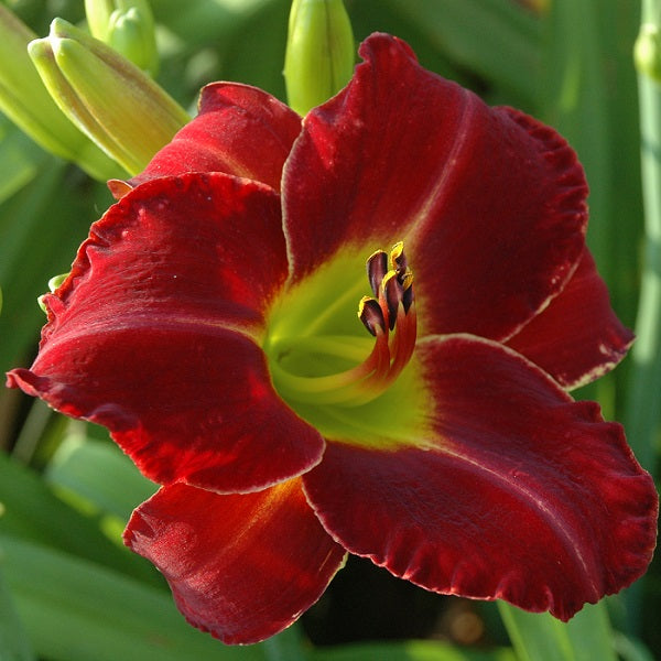 Daylily from Sterrett Garden that is mid-late, clear bright red, wire white edge