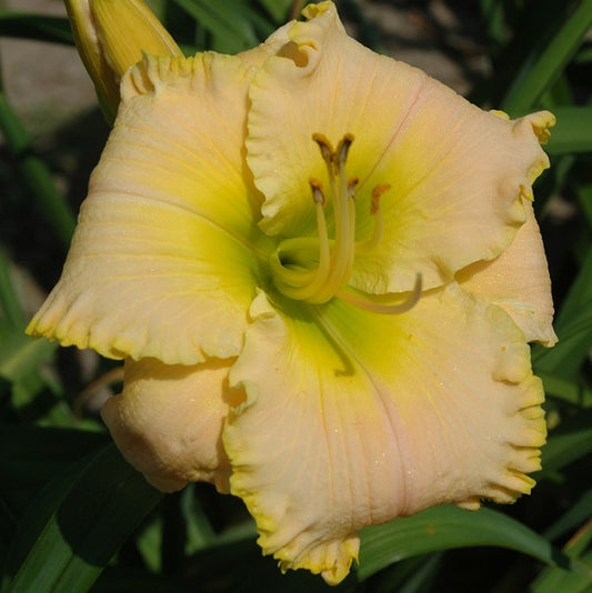 Daylily from Sterrett Garden that is midseason, light yellow/pale pink blend