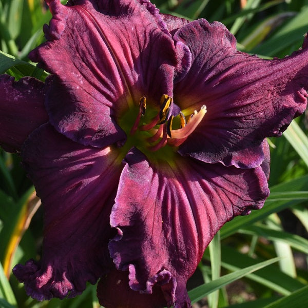 Daylily from Sterrett Garden that is midseason, sculpted smoky purple, ruffled white edge