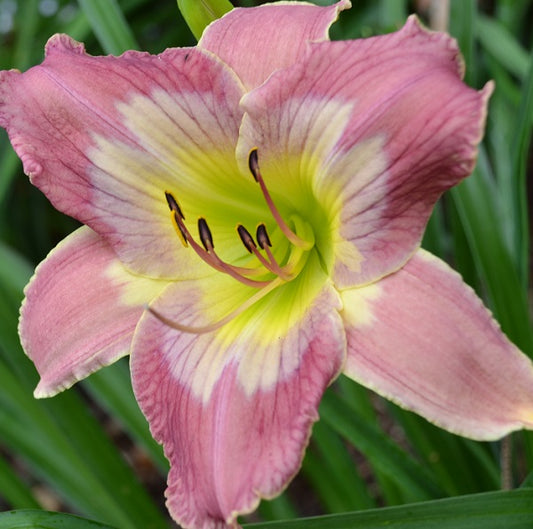Daylily from Sterrett Garden that is midseason, dusty rose pink, paler watermark and edge