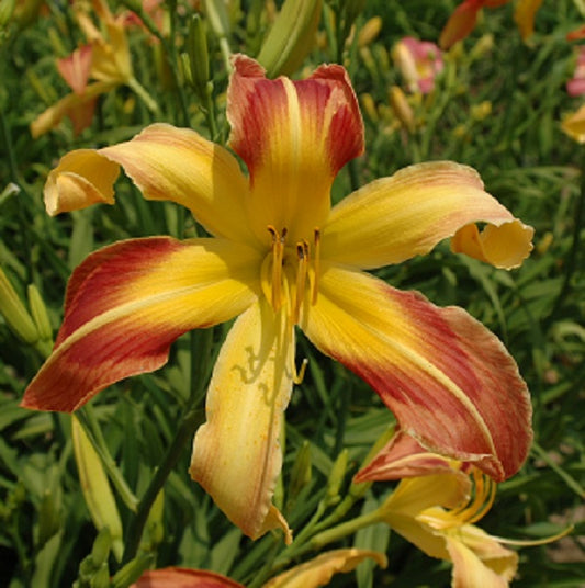 Daylily from Sterrett Garden that is early midseason, yellow spider, maroon eye
