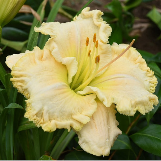 Daylily from Sterrett Garden that is early midseason, cream ivory self, fragrant, tight ruffled edge