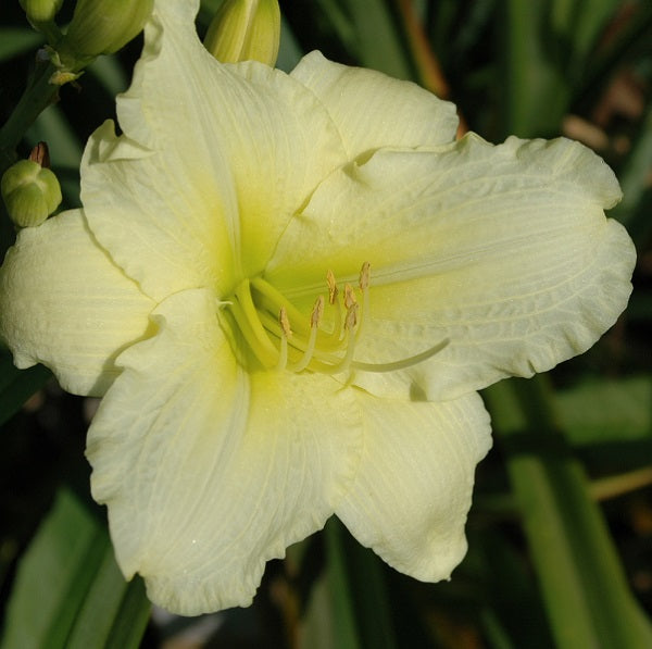 Daylily from Sterrett Garden that is short, mid-late, pale cream self