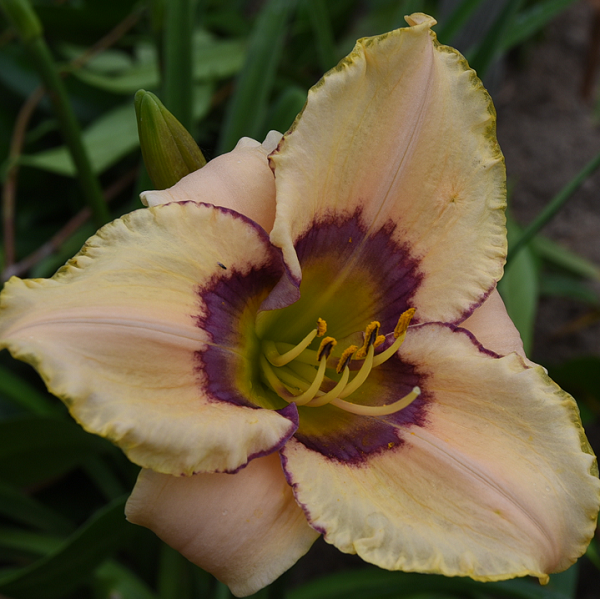 Daylily from Sterrett Garden that is early midseason, blush alabaster, webbed purple halo and picotee