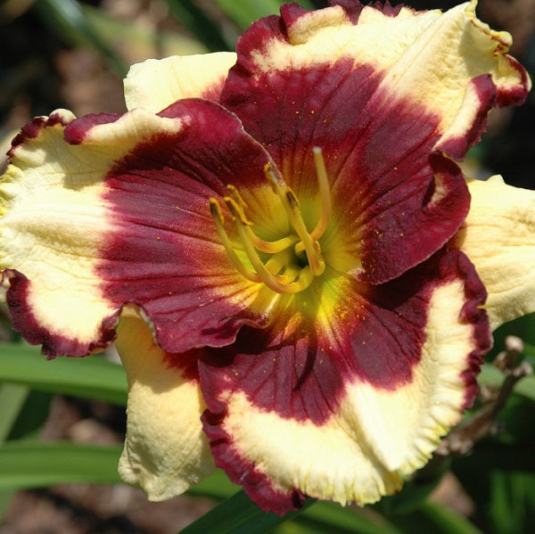 Daylily from Sterrett Garden that is early midseason, cream, mahogany eye and edge