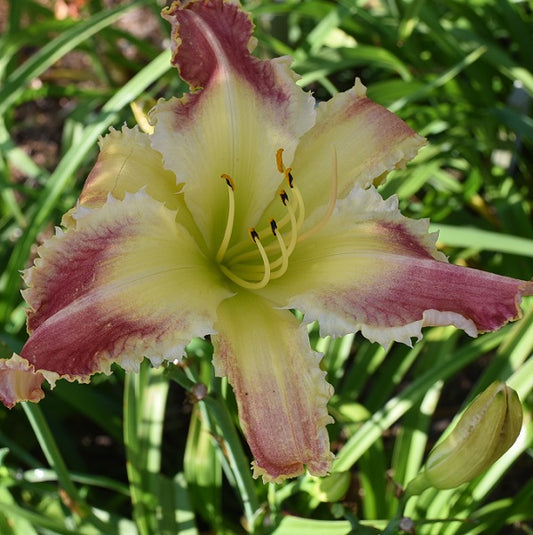 Daylily from Sterrett Garden that is mideason, pale red, yellow throat, yellow teeth and midrib