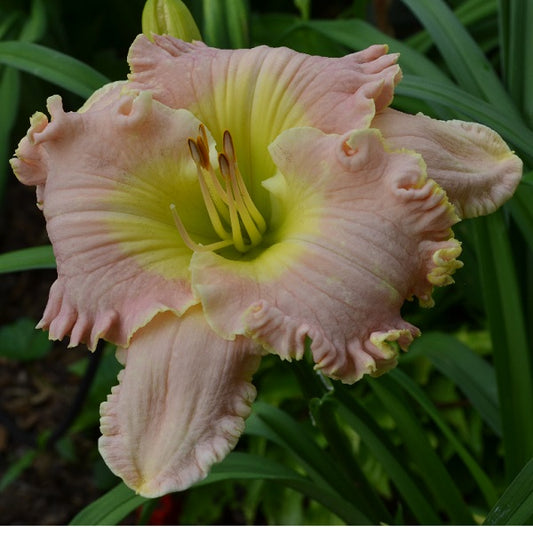 Daylily from Sterrett Garden that is short, early pink lavender bitone, ruffled yellow edge