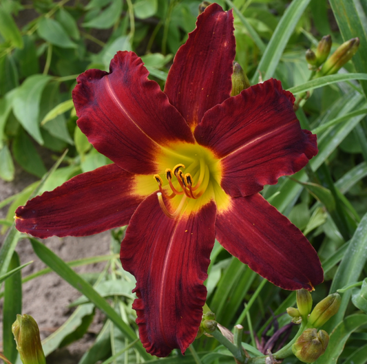 Daylily from Sterrett Garden that is extra early, cardinal red, fragrant