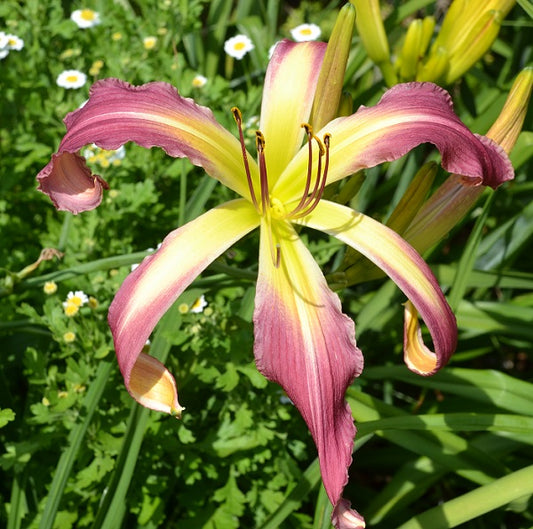 Daylily from Sterrett Garden that is midseason, orchid lavender, spider (5.0:1), fragrant