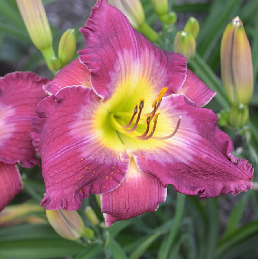Daylily from Sterrett Garden that is early, large, lavender red purple, white watermark
