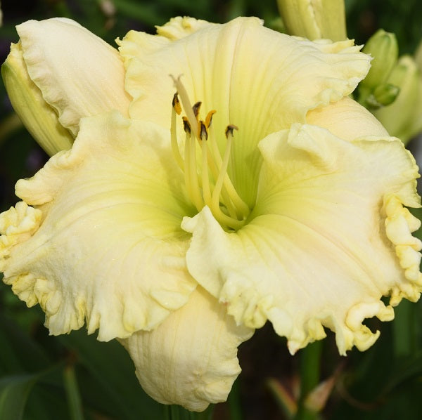 Daylily from Sterrett Garden that is early midseason, cream blush pink blend, green highlights, very fragrant