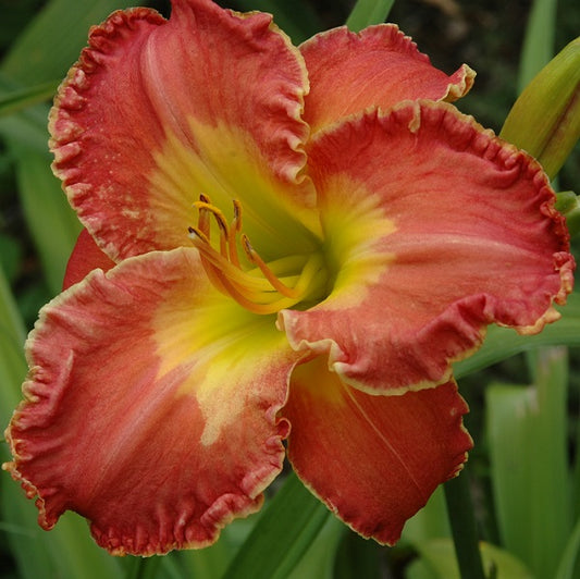 Daylily from Sterrett Garden that is early midseason, burnt coral red, coral pink watermark, fragrant