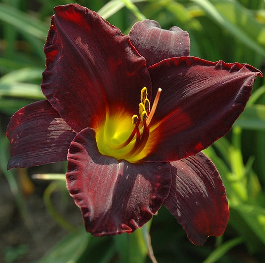 Daylily from Sterrett Garden that is early midseason, red black blend