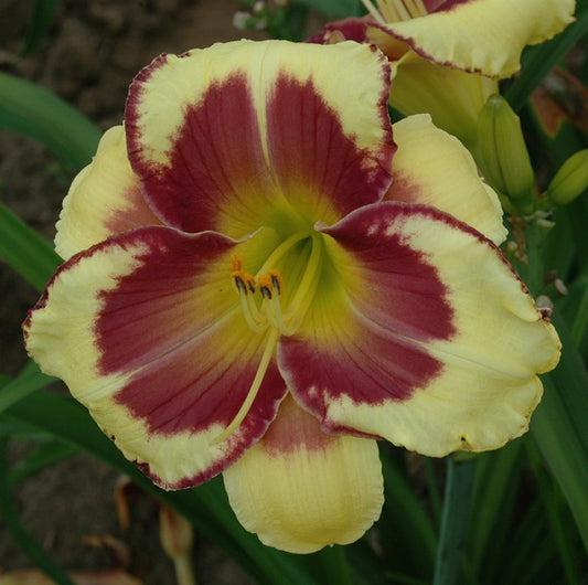 Daylily from Sterrett Garden that is midseason, yellow with plum purple eye