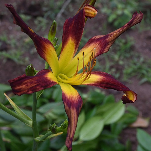 Daylily from Sterrett Garden that is late, purple  with brown sepal ends, spider (5.33:1)