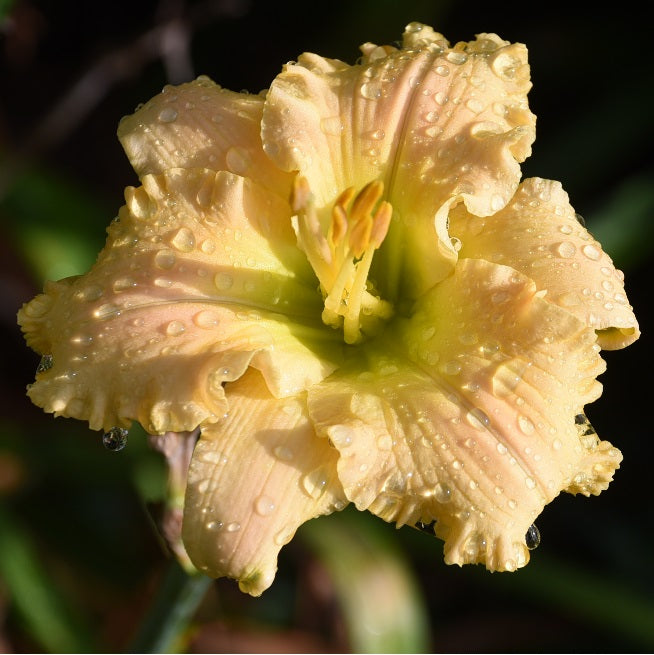 Daylily from Sterrett Garden that is midseaon, alabaster cream, sculpted pleated