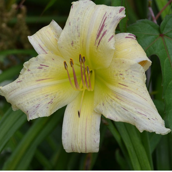 Daylily from Sterrett Garden that is midseason, near white, variable raspberry dotes and dashes