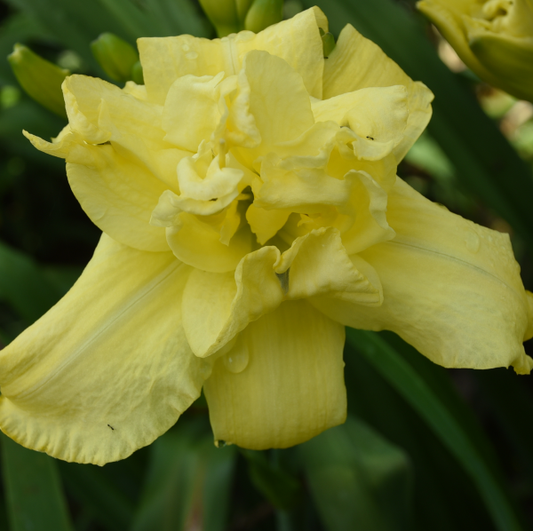 Mid late, bright yellow, double, fragrant