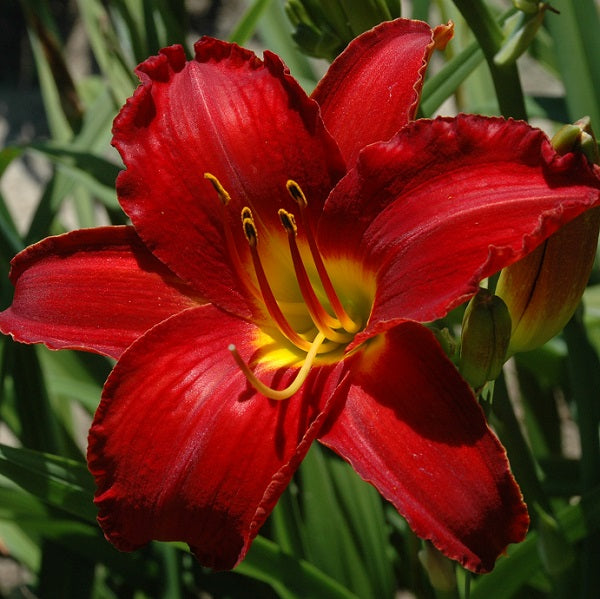 Late, large bright red self, fragrant,