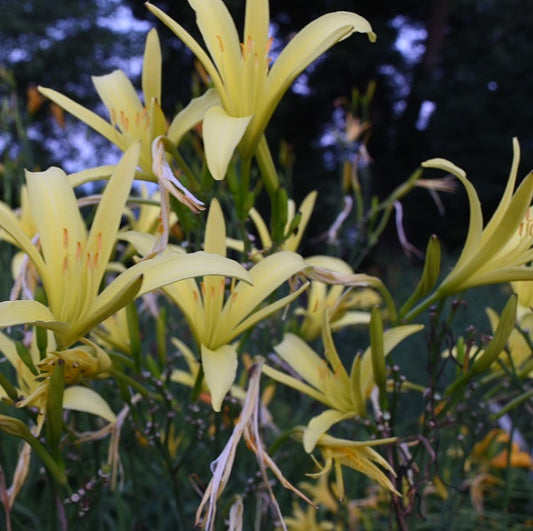 Mid late, tall, pale yellow night blooming species daylily
