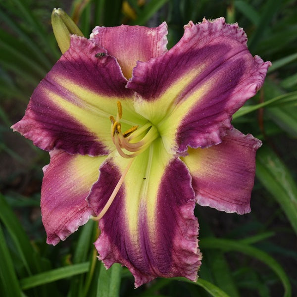 Extra early, tall, large light purple base, dark purple extending to petal end