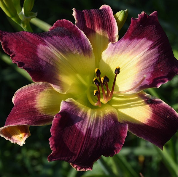 Moon Racer – Sterrett Gardens