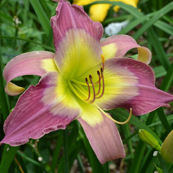 Early midseason, large, dark lavender bicolor, medium grey watermark,