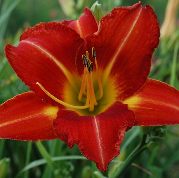 Midseason, fragrant
